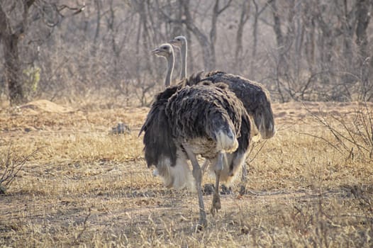 Ostrich couple on the dry savannah with barenaked trees in the background