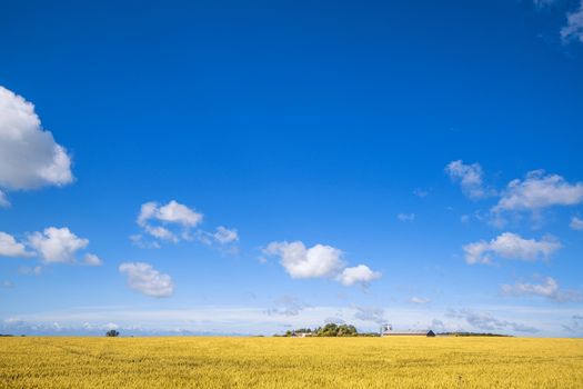 Farm in a countryside landscape with golden fields under a blue sky in the summer
