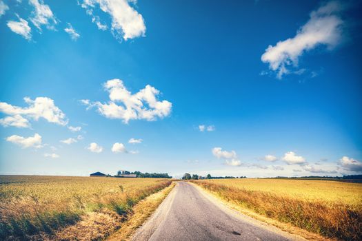 Road leading to a farm in the summer with wheat crops growing in the sun