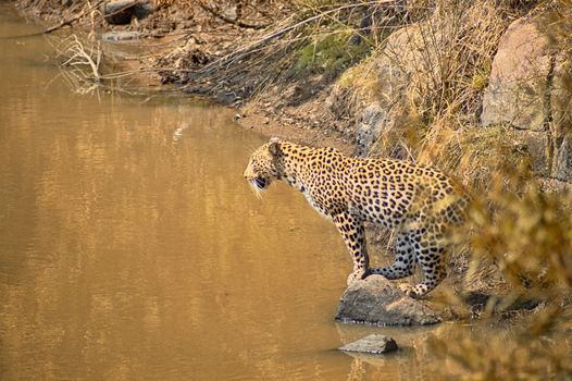 Leopard fishing in a small waterhole in the dry Africa nature in the summertime