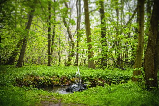 Small fountain in a green forest in the spring with moist on the leaves