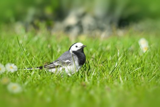 Wagtail bird on a green lawn in the spring in bright daylight