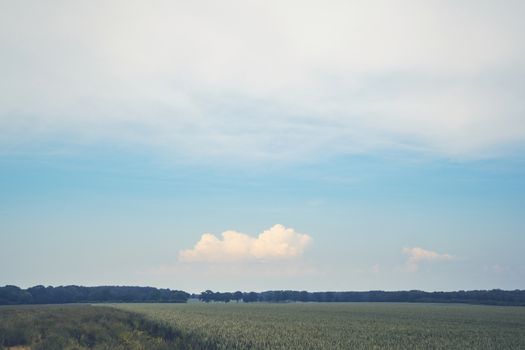 Matte landscape with rural fields under a blue sky in the summer