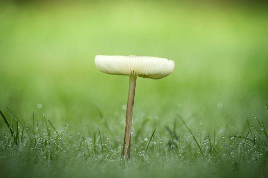 Lonely mushroom in the dew on a green lawn in the autumn