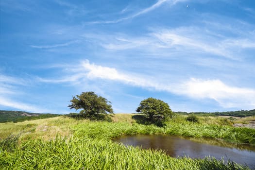 Two trees by a lake on a meadow in the summer under a colorful blue sky