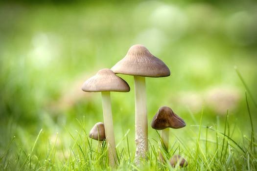 Mushrooms on a green lawn in the late summer with bokeh light in the background
