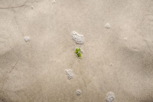 Small seaweed plant in the water on a sandy beach in green color