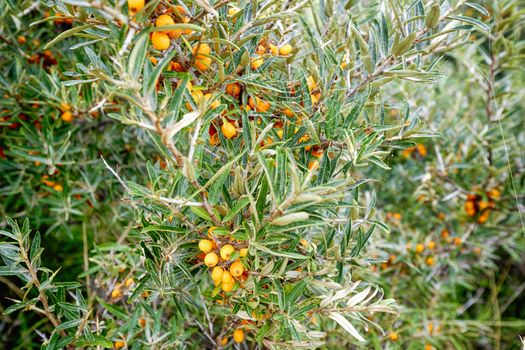 Buckthorn bush with healthy yellow cherry berries on a branch with green leaves neart the sea