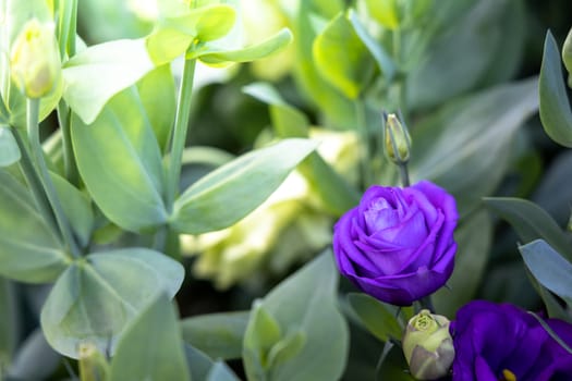 The background image of the colorful flowers, background nature