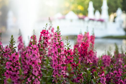 The background image of the colorful flowers, background nature