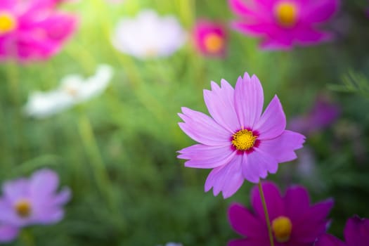  Beautiful Cosmos flowers in garden. Nature background.