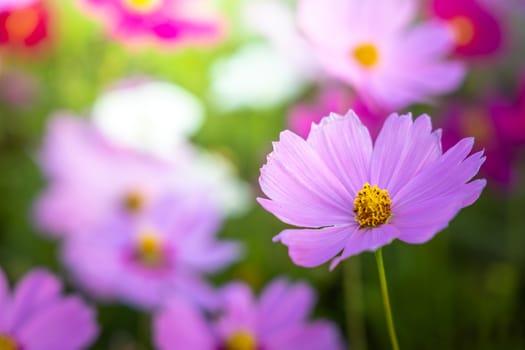  Beautiful Cosmos flowers in garden. Nature background.