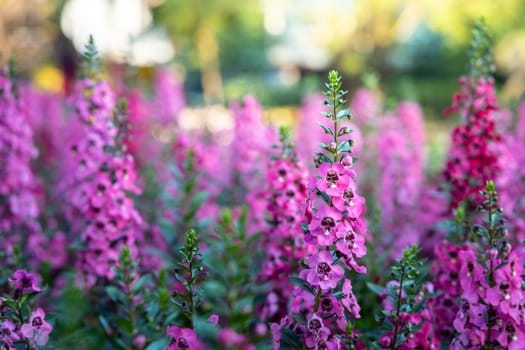 The background image of the colorful flowers, background nature