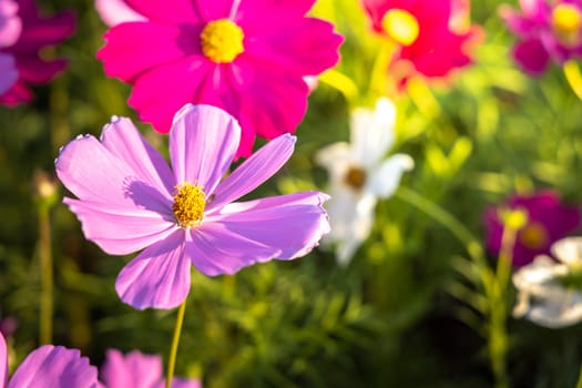  Beautiful Cosmos flowers in garden. Nature background.