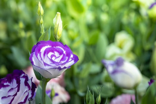 The background image of the colorful flowers, background nature