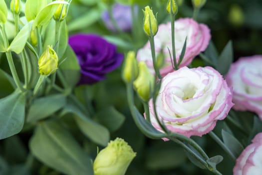 The background image of the colorful flowers, background nature