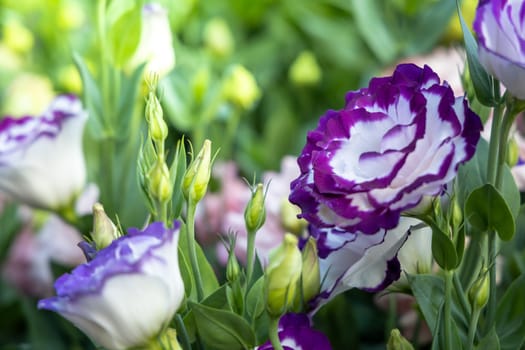 The background image of the colorful flowers, background nature