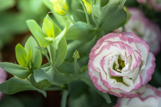 The background image of the colorful flowers, background nature