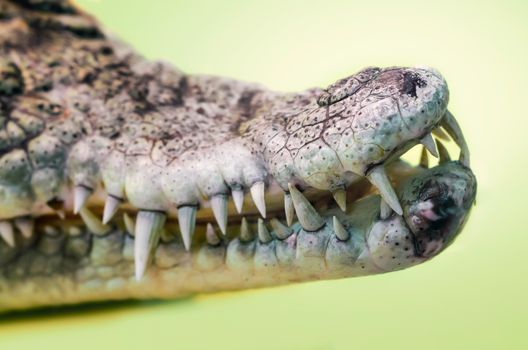open mouth of a crocodile with sharp fangs isolated close up