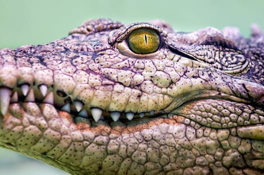crocodile head with toothy mouth and yellow eye close up on a green background