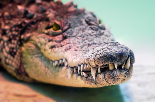 crocodile head with toothy mouth and yellow eye close up on a green background