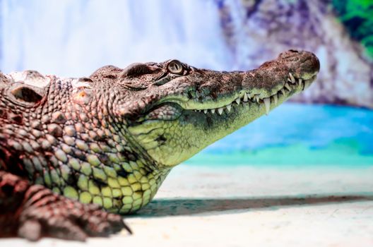 big crocodile head with toothy mouth and green eye close up