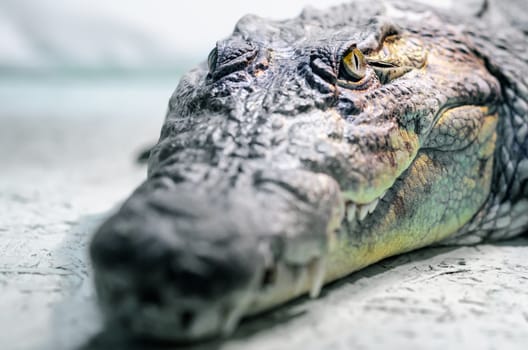 crocodile head with toothy mouth and yellow eye close up on a green background