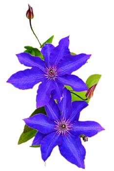 Blue clematis flower with a pink middle on a white background.