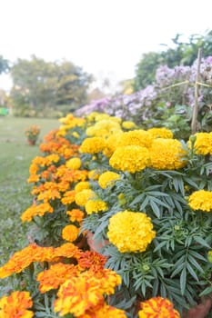 Marigold Flower (Tagetes Erecta) Nursery Plant in bloom in late spring in a formal flower garden.