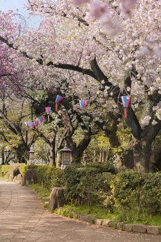 Cherry blossoms of Asukayama Park in Kita district, north of Tokyo. The park was created in the 18th century by Tokugawa Yoshimune who planted 1270 cherry trees to entertain the people during the Hanami Spring Festival. It currently has 650 cherry trees mainly of the type Somei Yoshino.