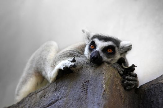 Portrait of a catta lemur close-up