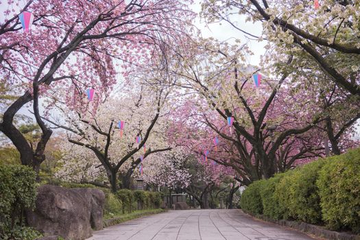 Cherry blossoms of Asukayama Park in Kita district, north of Tokyo. The park was created in the 18th century by Tokugawa Yoshimune who planted 1270 cherry trees to entertain the people during the Hanami Spring Festival. It currently has 650 cherry trees mainly of the type Somei Yoshino.