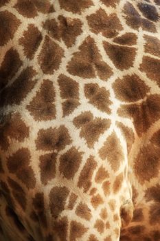 Close up of giraffe fur