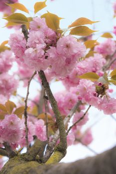 Pink cherry blossom of lovely hanami party in Asukayama park in the Kita district of Tokyo, Japan.