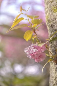 Beautiful hanami party with the pink cherry blossom of Asukayama park in the Kita district of Tokyo, Japan.