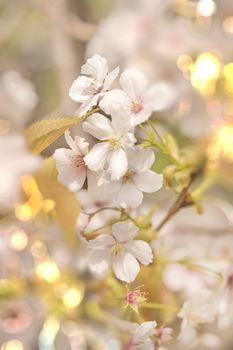 Close-up on white somei yoshino cherry blossom with pale bokeh tilt lens effect in Asukayama park in the Kita district of Tokyo, Japan.
The park was created in the 18th century by Tokugawa Yoshimune who planted 1270 cherry trees to entertain the people during the Hanami Spring Festival. It currently has 650 cherry trees mainly of the type Somei Yoshino.