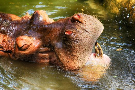 Hippopotamus, (Hippopotamus amphibius), head just above water, showing big eye and hairs on nostrils