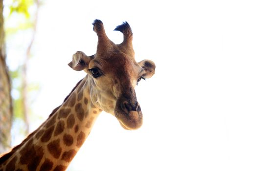 Close-up of a giraffe