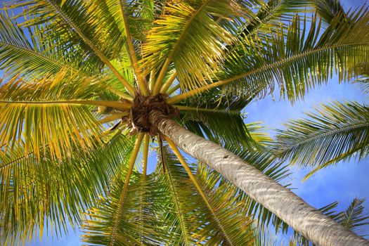 Tree of a coco the bottom view