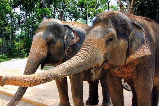 Close-up view of two Asiatic elephants, with muddy skin, standing very close to each other, touching their trunks on each other's faces, including inside the mouth. They are in a rural tropical setting, in southeast Asia.