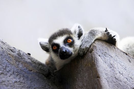 Portrait of a catta lemur close-up