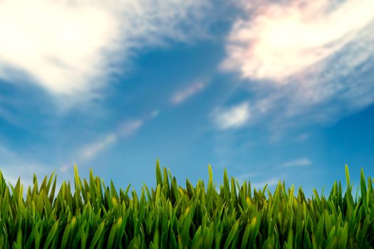 Grass growing outdoors against view of a blue sky
