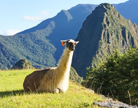 Llama resting at Machu Picchu, Peru