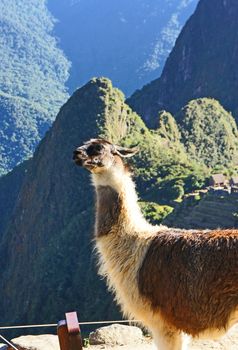 Llama views the overlook at Machu Picchu, Peru