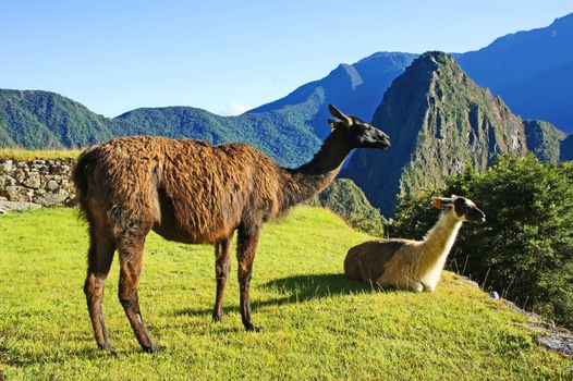 Llamas that live at Machu Picchu, Peru