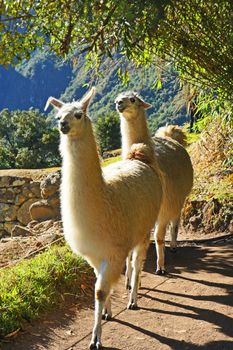 Llamas that live at Machu Picchu, Peru