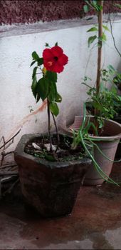 a red hibiscus in the garden