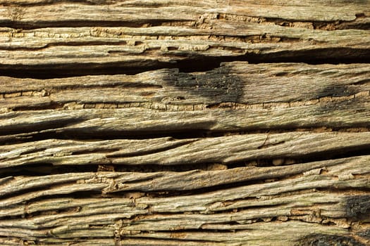 Weathered cracked of aged bark texture background and termite walkway on the trunk.