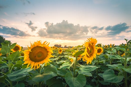 Sunflower fields in warm evening light