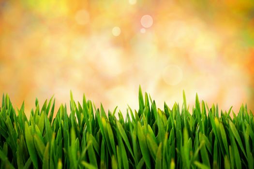 Grass growing outdoors against glowing lights behind field